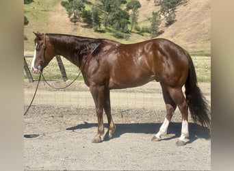 American Quarter Horse, Ruin, 5 Jaar, 152 cm, Donkere-vos