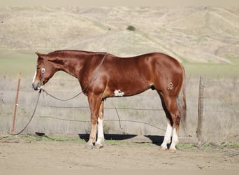 American Quarter Horse, Ruin, 5 Jaar, 152 cm, Donkere-vos