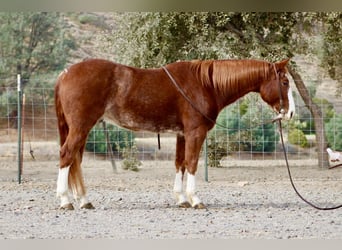 American Quarter Horse, Ruin, 5 Jaar, 152 cm, Donkere-vos