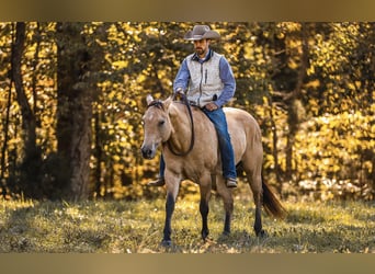 American Quarter Horse, Wallach, 5 Jahre, 152 cm, Falbe