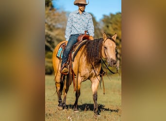 American Quarter Horse, Wallach, 5 Jahre, 152 cm, Falbe