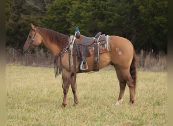 American Quarter Horse, Ruin, 5 Jaar, 152 cm, Falbe