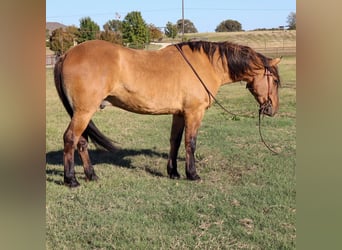 American Quarter Horse, Ruin, 5 Jaar, 152 cm, Falbe