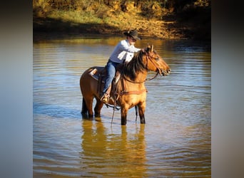 American Quarter Horse, Ruin, 5 Jaar, 152 cm, Falbe