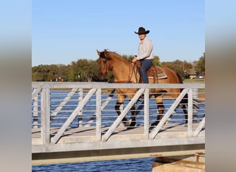 American Quarter Horse, Ruin, 5 Jaar, 152 cm, Falbe