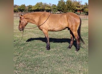 American Quarter Horse, Ruin, 5 Jaar, 152 cm, Falbe