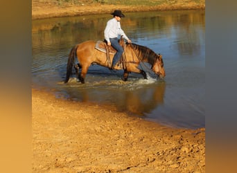 American Quarter Horse, Ruin, 5 Jaar, 152 cm, Falbe