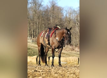 American Quarter Horse, Ruin, 5 Jaar, 152 cm, Grullo