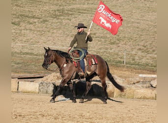 American Quarter Horse, Ruin, 5 Jaar, 152 cm, Grullo