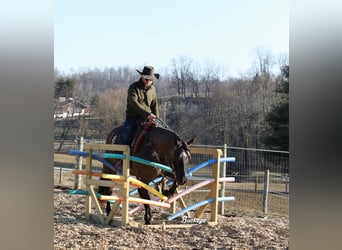 American Quarter Horse, Ruin, 5 Jaar, 152 cm, Grullo