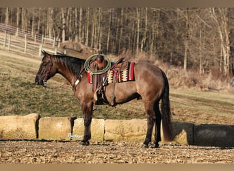 American Quarter Horse, Ruin, 5 Jaar, 152 cm, Grullo