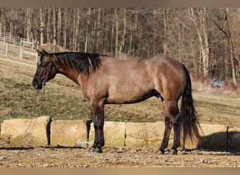 American Quarter Horse, Ruin, 5 Jaar, 152 cm, Grullo