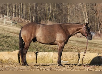 American Quarter Horse, Ruin, 5 Jaar, 152 cm, Grullo