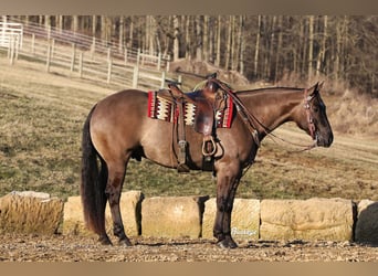 American Quarter Horse, Ruin, 5 Jaar, 152 cm, Grullo