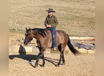 American Quarter Horse, Ruin, 5 Jaar, 152 cm, Grullo