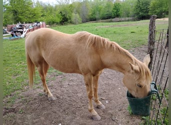 American Quarter Horse, Ruin, 5 Jaar, 152 cm, Palomino