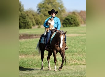 American Quarter Horse, Ruin, 5 Jaar, 152 cm, Palomino