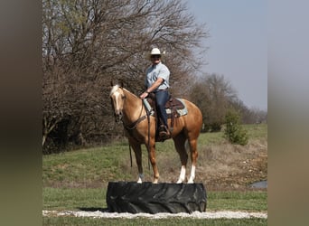 American Quarter Horse, Ruin, 5 Jaar, 152 cm, Palomino