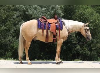 American Quarter Horse, Ruin, 5 Jaar, 152 cm, Palomino