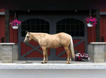 American Quarter Horse, Ruin, 5 Jaar, 152 cm, Palomino