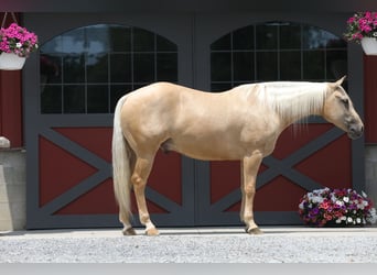 American Quarter Horse, Ruin, 5 Jaar, 152 cm, Palomino