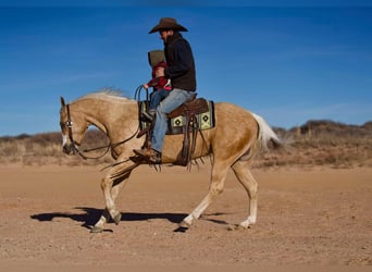 American Quarter Horse, Ruin, 5 Jaar, 152 cm, Palomino