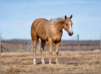 American Quarter Horse, Ruin, 5 Jaar, 152 cm, Palomino