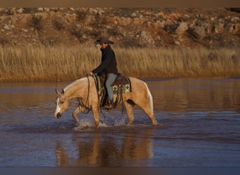 American Quarter Horse, Ruin, 5 Jaar, 152 cm, Palomino