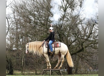 American Quarter Horse, Ruin, 5 Jaar, 152 cm, Perlino