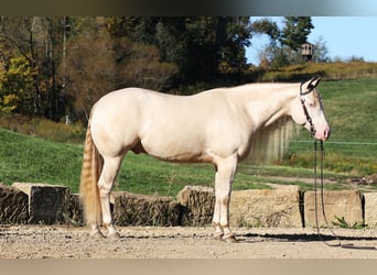 American Quarter Horse, Ruin, 5 Jaar, 152 cm, Perlino