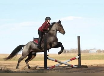 American Quarter Horse, Ruin, 5 Jaar, 152 cm, Roan-Bay