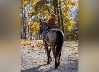 American Quarter Horse, Ruin, 5 Jaar, 152 cm, Roan-Bay