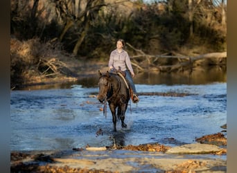 American Quarter Horse, Ruin, 5 Jaar, 152 cm, Roan-Bay