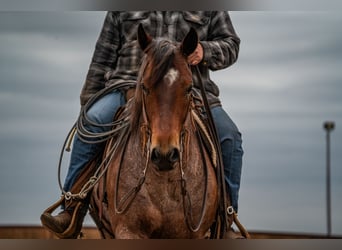 American Quarter Horse, Ruin, 5 Jaar, 152 cm, Roan-Bay