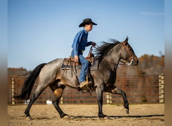American Quarter Horse, Ruin, 5 Jaar, 152 cm, Roan-Bay
