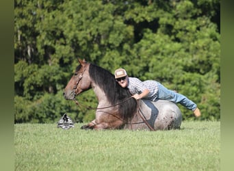 American Quarter Horse, Ruin, 5 Jaar, 152 cm, Roan-Bay