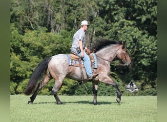 American Quarter Horse, Ruin, 5 Jaar, 152 cm, Roan-Bay