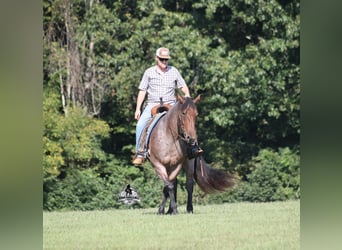 American Quarter Horse, Ruin, 5 Jaar, 152 cm, Roan-Bay
