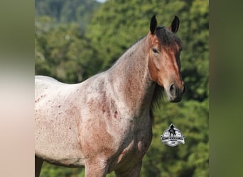 American Quarter Horse, Ruin, 5 Jaar, 152 cm, Roan-Bay