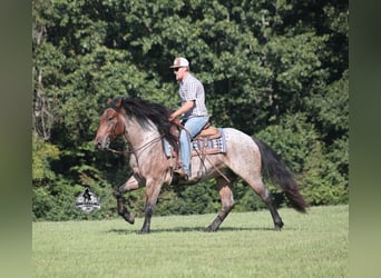 American Quarter Horse, Ruin, 5 Jaar, 152 cm, Roan-Bay