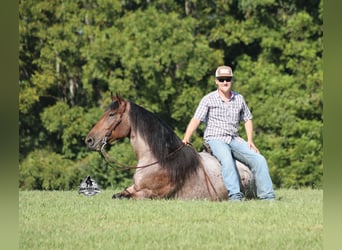 American Quarter Horse, Ruin, 5 Jaar, 152 cm, Roan-Bay