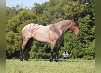 American Quarter Horse, Ruin, 5 Jaar, 152 cm, Roan-Bay