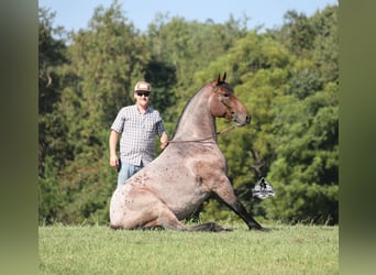 American Quarter Horse, Ruin, 5 Jaar, 152 cm, Roan-Bay
