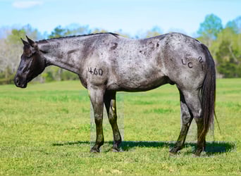 American Quarter Horse, Ruin, 5 Jaar, 152 cm, Roan-Blue