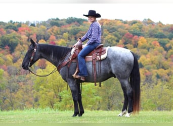 American Quarter Horse, Ruin, 5 Jaar, 152 cm, Roan-Blue