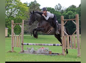 American Quarter Horse, Ruin, 5 Jaar, 152 cm, Roan-Blue