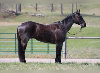 American Quarter Horse, Ruin, 5 Jaar, 152 cm, Roan-Blue