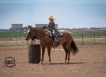 American Quarter Horse, Ruin, 5 Jaar, 152 cm, Roan-Red