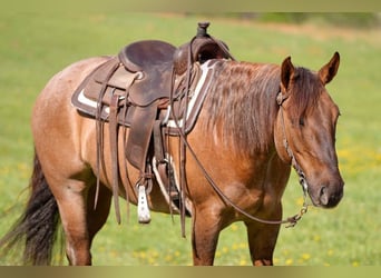 American Quarter Horse, Ruin, 5 Jaar, 152 cm, Roan-Red