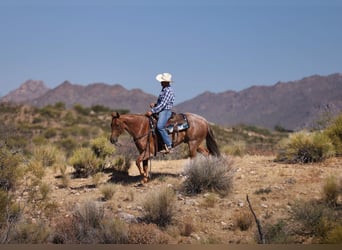 American Quarter Horse, Ruin, 5 Jaar, 152 cm, Roan-Red